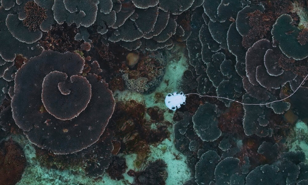 FIFISH V-EVO Live Working Picture From Top